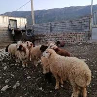 بره
