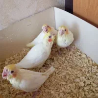 جوجه عروس هلندی