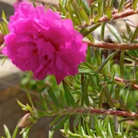 اجاره زمین  کشاورزی|اجارهٔ دفتر صنعتی، کشاورزی، تجاری|کوهدشت, |دیوار