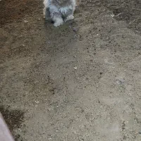 سگ پاکوتاه|سگ|سبزوار, ابوریحان|دیوار