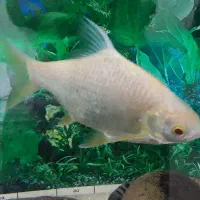 ماهی آکواریومی آب شیرین