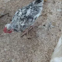 ۵ عدد خروس|حیوانات مزرعه|نجفآباد, جعفرآباد|دیوار