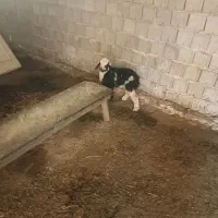 میش بابره|حیوانات مزرعه|دهدشت, |دیوار