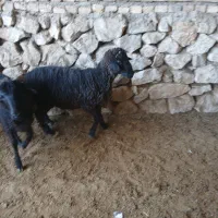 ۱عدد بره نر