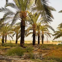 نخل به  آستارا رسید|خدمات باغبانی و درختکاری|آستارا, |دیوار