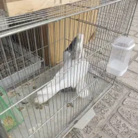 کبوتر طوقی|پرنده|یاسوج, |دیوار