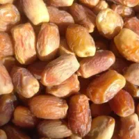 فروش خرمای قصب و پنجه عروس