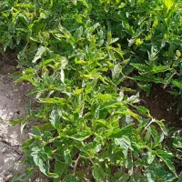 نشا گوجه تخم مرغی وشلغمی محلی تعدادبالافروش میرسد