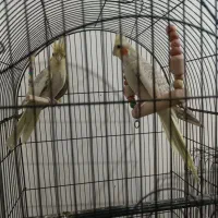 پرنده عروس هلندی طوطی مرغ عشق