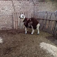 بره قوچ پلنگی|حیوانات مزرعه|نهاوند, |دیوار