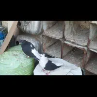 کبوترسینه کله سبز ساده کاکلی چپ خال سیاه|پرنده|مشهد, امیریه|دیوار