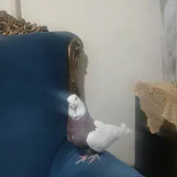 کبوتر طوقی
