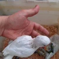 راهب خورشیدی سرلاکی فنج گلدین