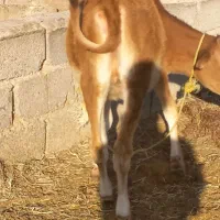 سلام گوساله جرسی اصل بخور|حیوانات مزرعه|جیرفت, |دیوار