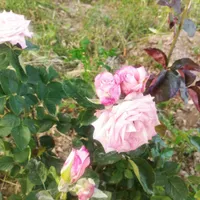 پرستاری از سالمند خانم