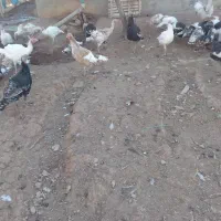 فروشی|حیوانات مزرعه|قیدار, |دیوار