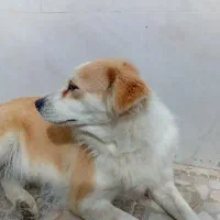 سگ پامر بازیگوش|سگ|جم, |دیوار