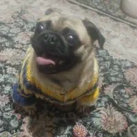 پاگ ماده|سگ|تهران, مقدم|دیوار