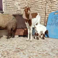 بز مطفل|حیوانات مزرعه|اهواز, کمپلو شمالی|دیوار