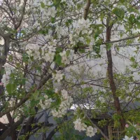 بادکش وحجامت