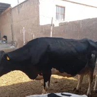 گوساله.گاو.تلیسه