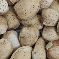 فروش انواع نهال اصلاح شده پیوندی|خدمات باغبانی و درختکاری|خسروشاه, |دیوار