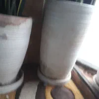 سانیسوریا ابلق بلند و پر پاجوش