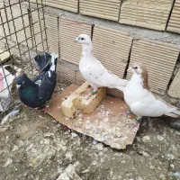 کفتر پرشی|پرنده|مشهد, امیر آباد|دیوار