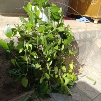 گل های شاداب|گل و گیاه طبیعی|مرند, |دیوار