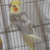 عروس هلندی نر