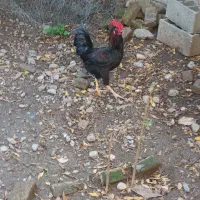 خروس گلین و مرغ لاری