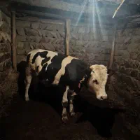 فروش ۴ عدد گاو و گوساله نر