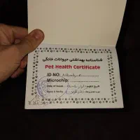 سگ ماده|سگ|مشهد, رضاییه|دیوار