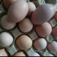 تخم مرغ محلی