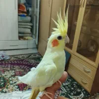 عروس هلندی ناز|پرنده|مشهد, هفده شهریور|دیوار