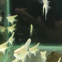 ماهی آنجل و گورامی|ماهی|شیراز, شهرک سراج‎|دیوار