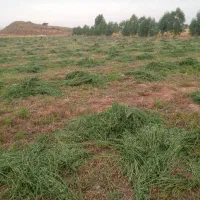 یونجه|خدمات باغبانی و درختکاری|زرین آباد, |دیوار