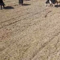 گوسفند داشتی بز|حیوانات مزرعه|سرچهان, |دیوار