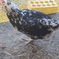 مرغ گلین با نیمچه گلین فروشی خروس هست مرغ گیر|حیوانات مزرعه|کهنوج, |دیوار