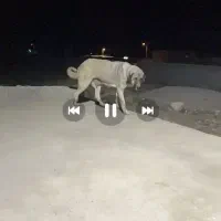 ماده عراقی دم فهل|سگ|مشگین شهر, |دیوار