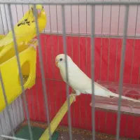 مرغ عشق مولد|پرنده|سراب, |دیوار