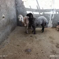 دو عدد بره نر