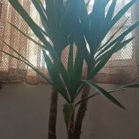 گل توکا معاوضه با آینه|گل و گیاه طبیعی|مشهد, رده|دیوار