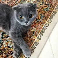 گربه اسکاتیش فولد اصل چشم نارنجی|گربه|کرمان, |دیوار