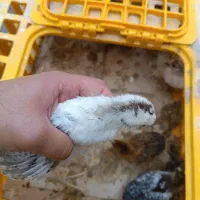فروش جوجه ۲۸روزه