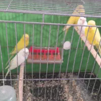 مرغ عشق هلندی|پرنده|کرمان, |دیوار