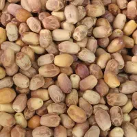 خرما زاهدی تازه