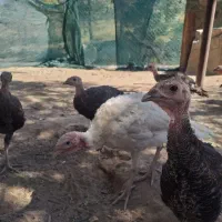 شترمرغ و بوقلمون و مرغ