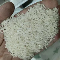 لاشه طارم به شرط پخت کشت مینودشت