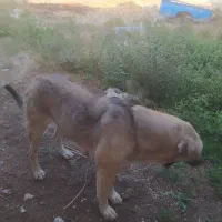 سگ عراقی ماده|سگ|مرند, |دیوار